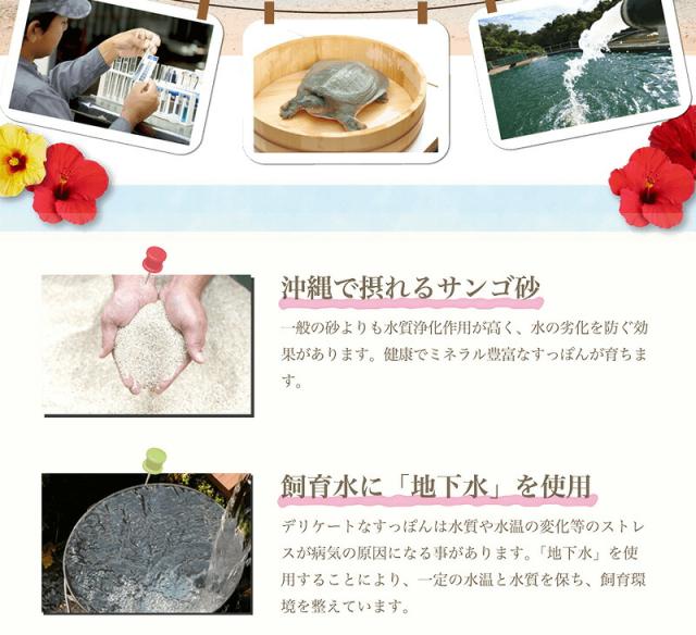 琉球 美 すっぽん ゼリー コラーゲン 10本入り ミネラル アミノ酸 ビタミン が豊富にバランスよく含まれたすっぽんをまるごと使の通販はau Pay マーケット かまどおばぁの店