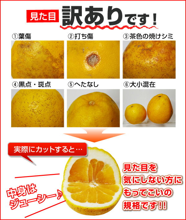 河内晩柑 愛媛産 訳あり 和製グレープフルーツ 初夏のフルーツ 2kgの通販はau Pay マーケット くいしんぼうグルメ便