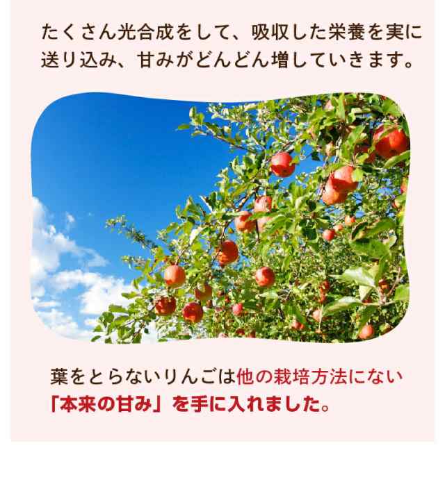 りんご 青森 葉とらず サンふじ ご家庭用 約6kg 約3kg×2箱(8～14玉) ちょっぴり 訳あり 送料無料 産直 世界が認めたリンゴ Y常の通販はau  PAY マーケット - くいしんぼうグルメ便