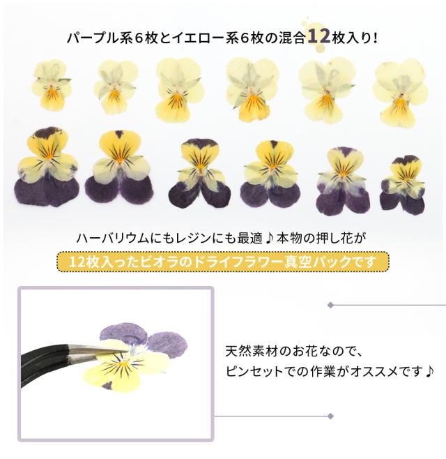 押し花 混合２色入り 天然色 着色剤不使用 ビオラ すみれ ３色スミレ パンジー メール便対応 レジンクラフト 手作り レジン の通販はau Pay マーケット タカラネイル