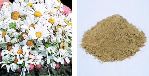 夕顔 天然 蚊とり線香 10巻 蚊取り線香 虫よけ 虫除け 除虫菊 天然成分 安心 安全 の通販はau Pay マーケット リビングート