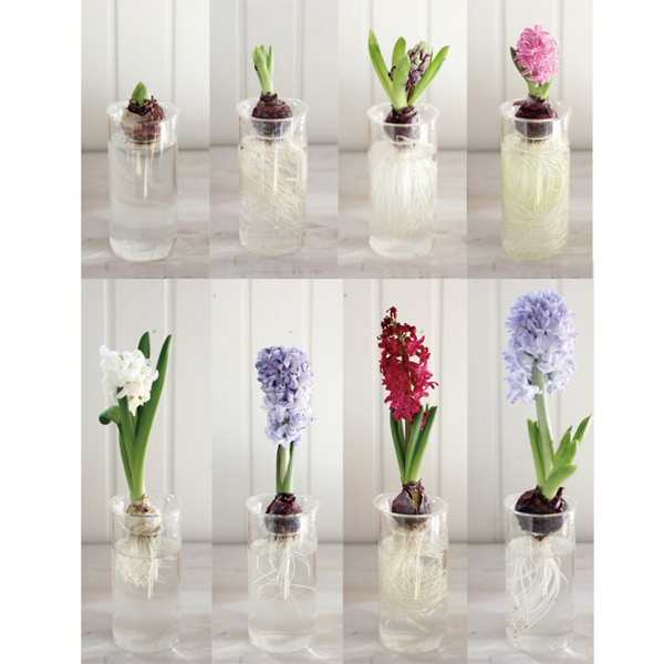 フラワーベース Bulb Vase Long 花瓶 バルブベース 鉢 球根 水栽培 ヒヤシンス の通販はau Pay マーケット リビングート