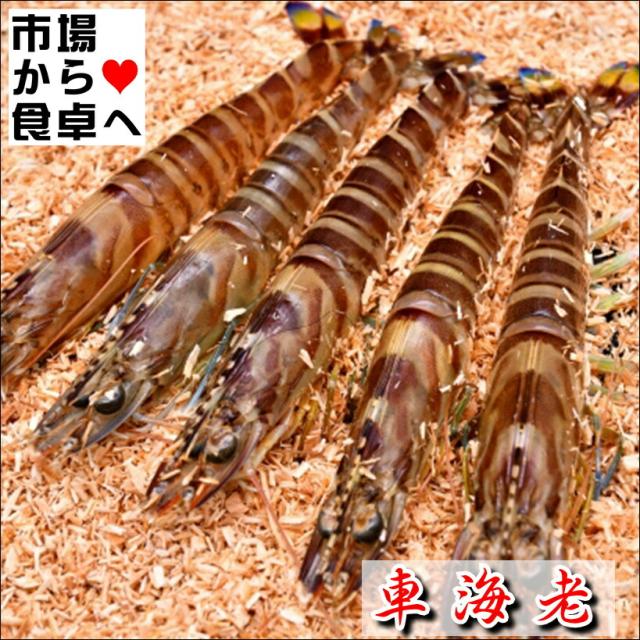 車海老 1kg(40〜50尾)【刺身・天ぷらで】高級食材・活き車えび【冷蔵便】