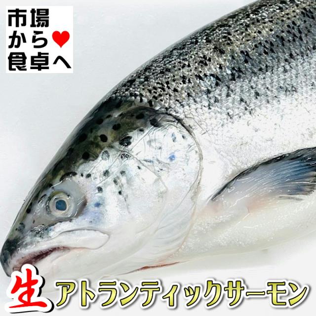アトランティックサーモン 1本(約4kg)【業務用・脂あります】お刺身・お寿司・カルパッチョ・ステーキ・ムニエル・フライに【冷蔵便】