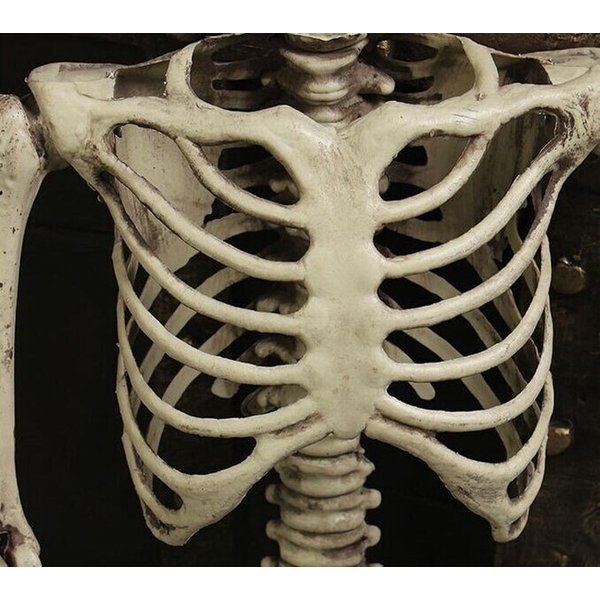 超リアル！機能性◎動く関節！ 等身大骸骨 90cm 子供 ディスプレイ