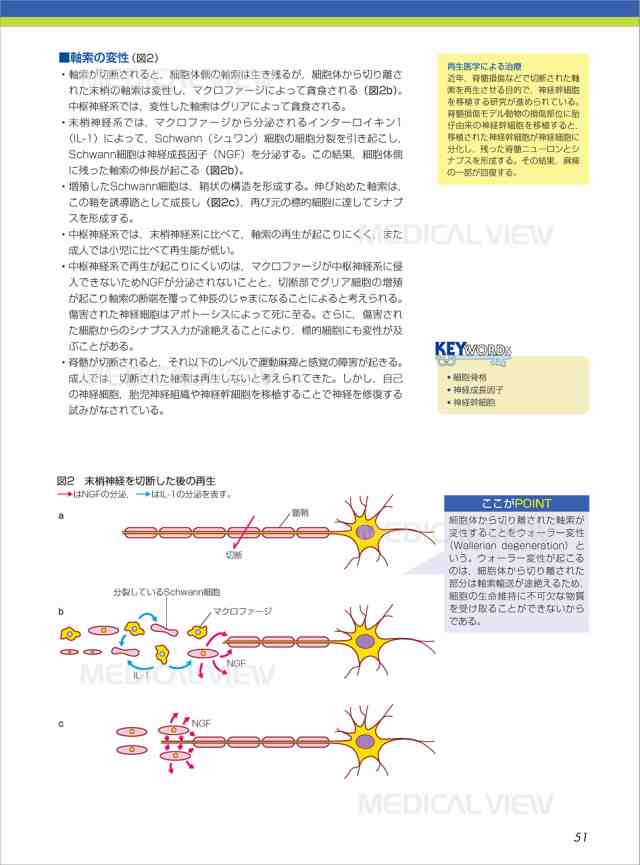 生理学 (カラーイラストで学ぶ 集中講義)(中古品)の通販はau PAY