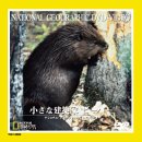 小さな建築家ビーバー [DVD](中古品)
