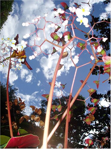 HAS/HAS HUMAN AUDIO SPONGE Live in Barcelona-Tokyo [DVD](中古品)