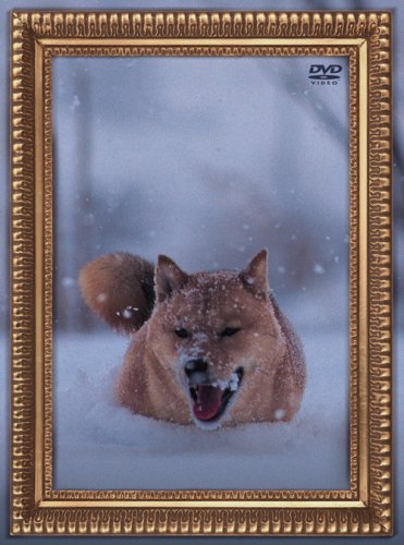 レオナルド犬プリオ(通常盤) [DVD](中古品)