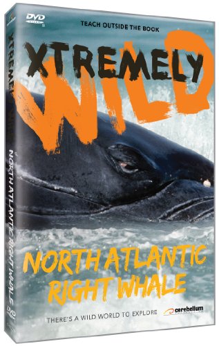 North Atlantic's Most Endangered Whales [DVD] [Import](中古品)