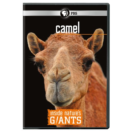 Inside Nature's Giants: Camel [DVD] [Import](中古品)
