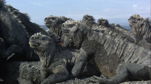 ワイルドライフ 進化の島 ガラパゴス ウミイグアナ 豊かな海に泳ぎ出せ [DV(中古品)