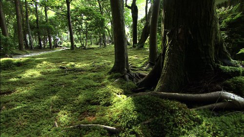 ワイルドライフ 京都法然院 いのちの庭 [DVD](中古品) 7,549円