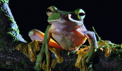 ワイルドライフ DVD-BOX V(中古品)