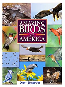 Amazing Birds of America [DVD](中古品)