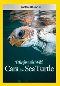Tales From the Wild: Cara the Sea Turtle [DVD] [Import](中古品)