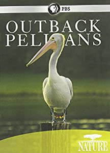 Nature: Outback Pelicans [DVD](中古品)