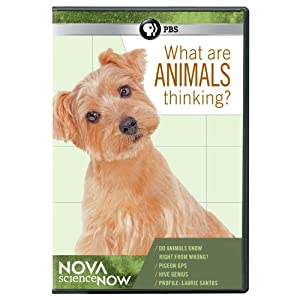 Nova Sciencenow: What Are Animals Thinking [DVD] [Import](中古品)