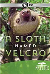 Nature: A Sloth Named Velcro [DVD] [Import](中古品)