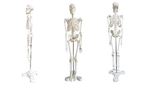 Owlian 人体骨格模型 骨格標本 全身 直立型 関節可動 骸骨 教材 45 1 4モデル 45 1 4縮小モデル の通販はau Pay マーケット Cente