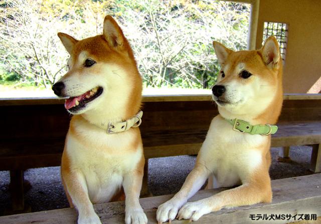 犬首輪 犬の首輪 革 犬 首輪 中型犬 小型犬 てるべる Otm 2 の通販はau Pay マーケット 犬の首輪屋てるべる