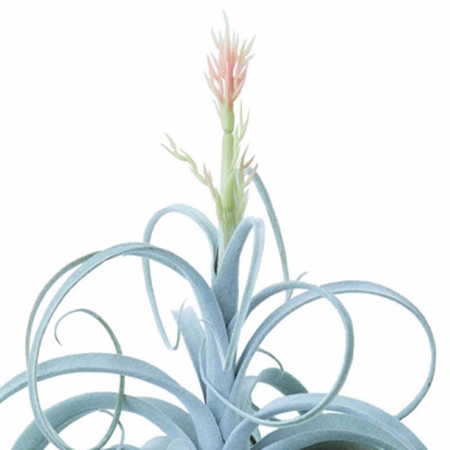 人工観葉植物 キセログラフィカピック花付 1個 Ba290 1 エアプランツ 代引き不可 インテリアグリーン 造花 Airplant Pickの通販はau Pay マーケット ちぐさや