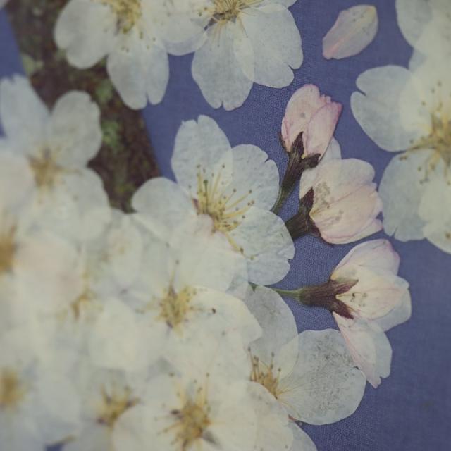 アウトレット品 屏風 屏風のみ 20号 二曲一双屏風 富士に桜 黒塗