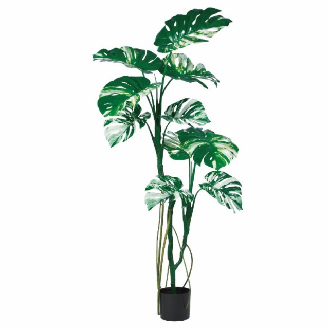 人工観葉植物 モンステラ （ポット付き） ヴァリゲイトグリーン 高さ145cm （P289-a51072) （代引き不可） インテリアグリーン フェイク