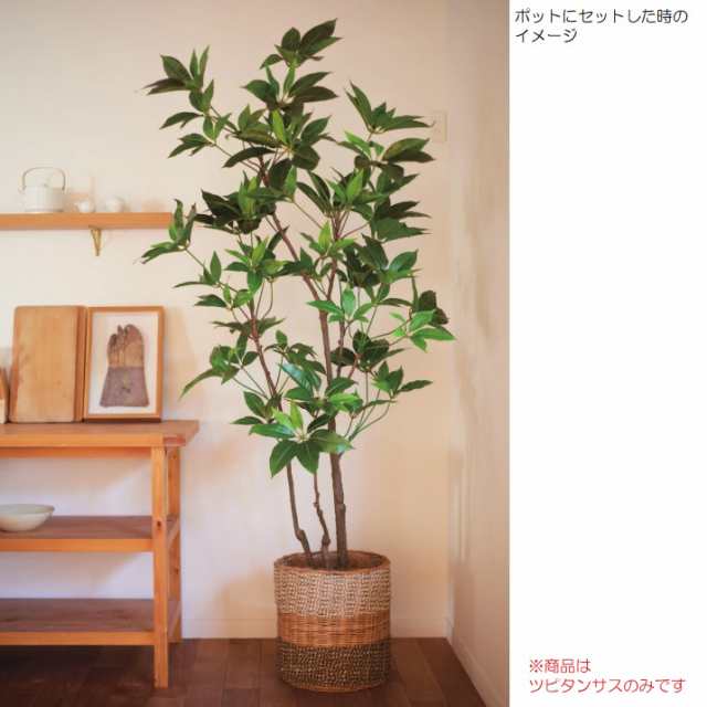 人工観葉植物 ツピタンサス ポット 210 （2個入り） 992730 （代引き不可） p9