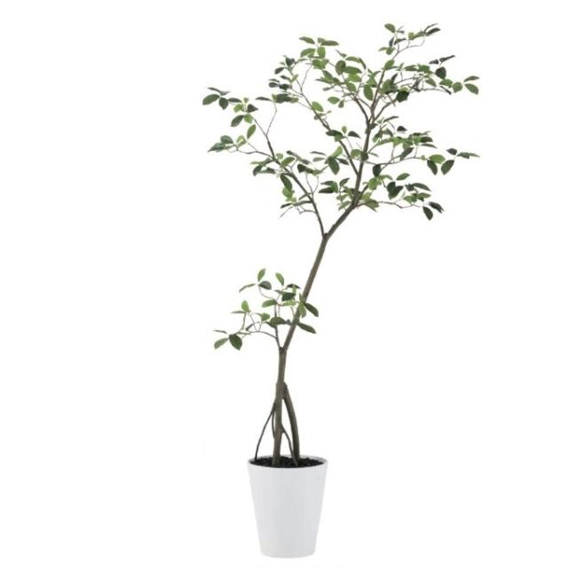 人工観葉植物 カジュマル FST 180cm GREEN 高さ180cm （P208-dt91810) （代引き不可） インテリアグリーン フェイクグリーンの通販は