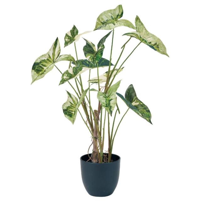 人工観葉植物 アロカシア斑入り ポット 高さ70cm （P193-fz770) （代引き不可） インテリアグリーン フェイクグリーンの通販は 11,700円