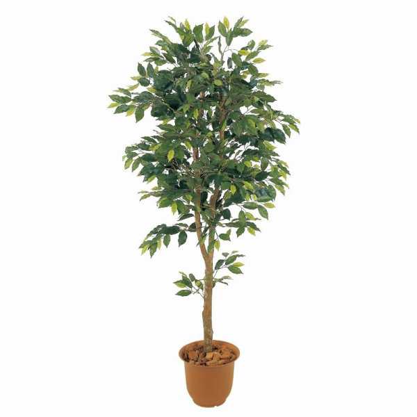 人工観葉植物 ベンジャミンフィカス 180cm 高さ180cm （P207-sk1028) （代引き不可） インテリアグリーン フェイクグリーンの通販は