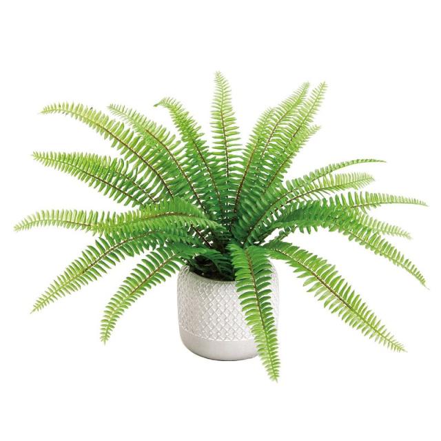 人工観葉植物 タマシダ ポットS 光触媒加工 高さ25cm （P190-zv241) （代引き不可） インテリアグリーン フェイクグリーンの通販は 5,686円