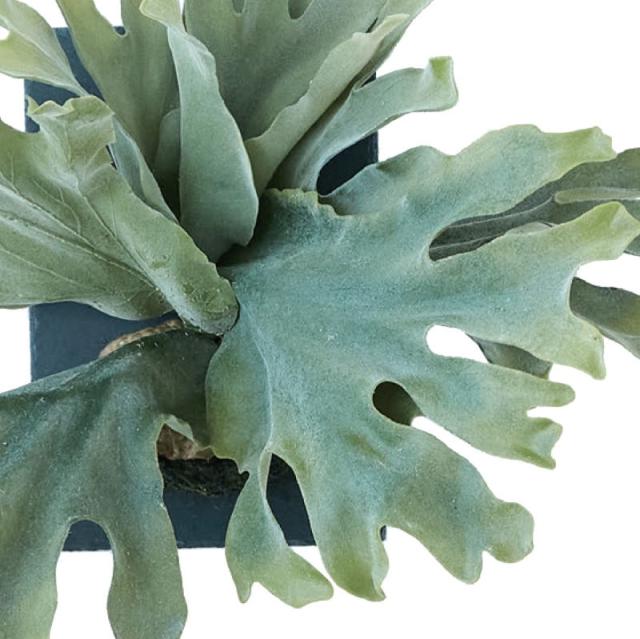 壁掛けビカクシダ ペガサス 観葉植物 約30cm 壁掛けビカクシダ ペガサス 観葉植物 約30cm