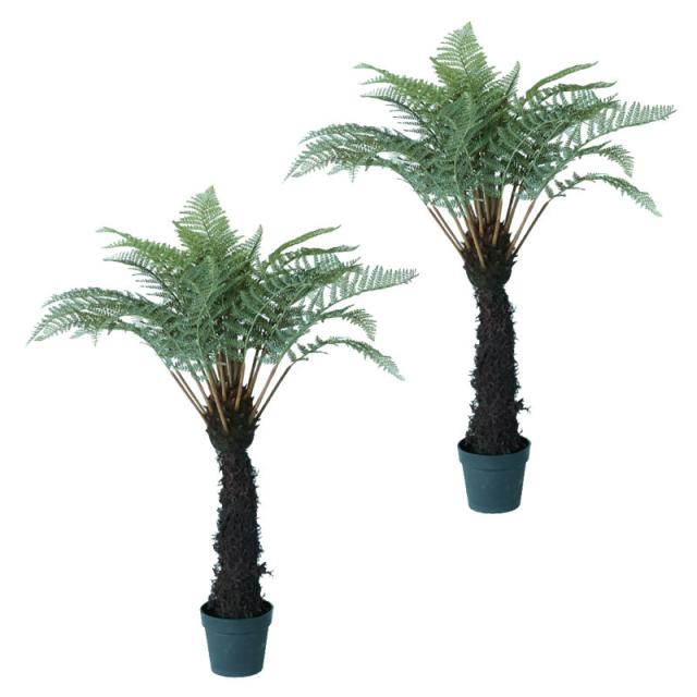 ディクソニア シダ ベアルート ディクソニア シダ植物