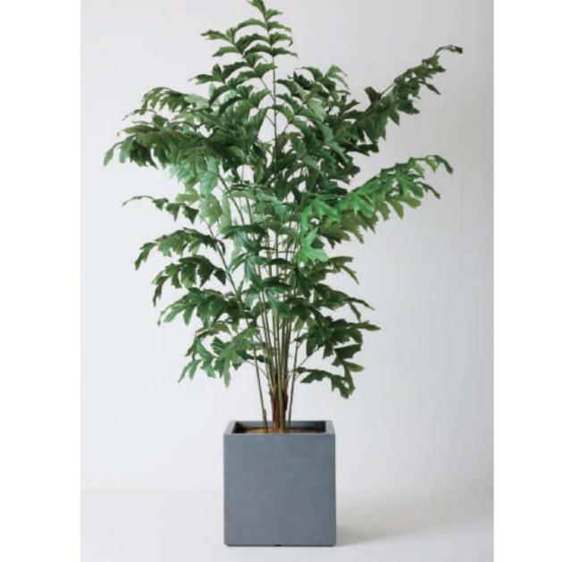 クジャクヤシ 斑入り クジャクヤシ クジャクヤシ | Garden-Information | 湘南造園