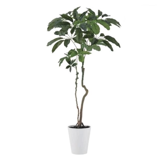 光触媒　人工観葉植物　ウォールグリーン　フェイクグリーン　ブラッサイア170 人工観葉植物 ブラッサイア 170cm 高さ170cm （P233) （dt91899