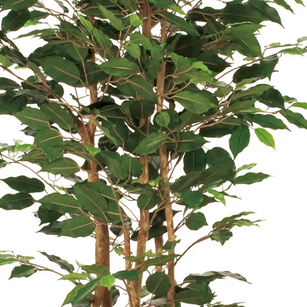 人工観葉植物 ベンジャミン3本立 180cm 高さ180cm （P213-sk1098) （代引き不可） 人工 ベンジャミン 180cmの通販