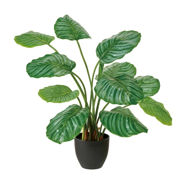 人工観葉植物 カラテアオルビフォリア ポット 光触媒加工 高さ70cm （P215) （zv806) （代引き不可） インテリアグリーン フェイクグリーン