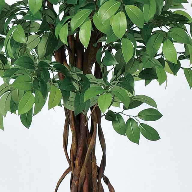 人工観葉植物 サカキツリー （ポット付き） 高さ185cm （P288-a50952