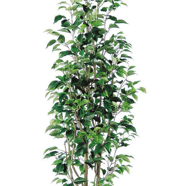 超特価】 人工観葉植物 ベンジャミンスリム FST 180cm 高さ180cm P209-dt98647 代引き不可 インテリアグリーン 造花 
