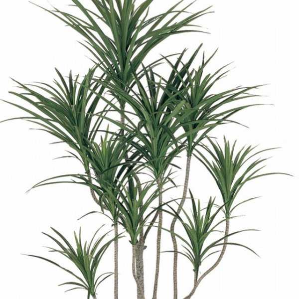 人工観葉植物 ユッカポット L 光触媒加工 高さ185cm （P209-zv7648