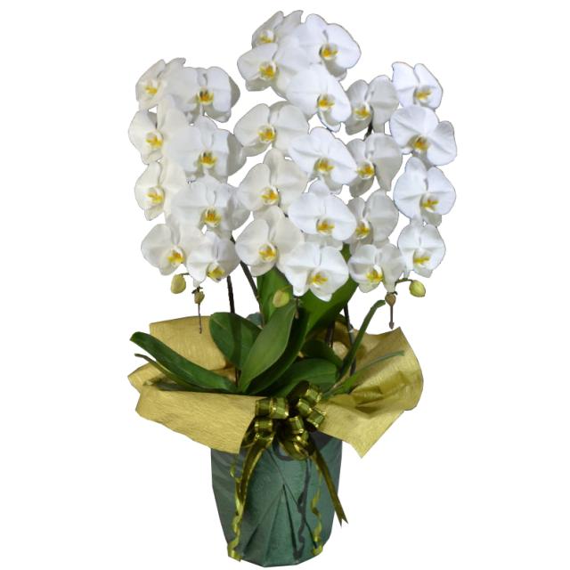 パイパティローマ VHS 今野登茂子 パイパティローマ VHS 今野登茂子