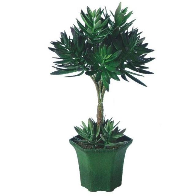 人工観葉植物 エケベリアトピアリー 簡易ポット付き 高さ38cm （P114-91145) （代引き不可） インテリアグリーン フェイクグリーンの通販は 6,200円