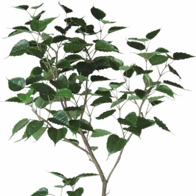 人工観葉植物 インドボダイジュ FST 180 ポット付き 高さ180cm （P46