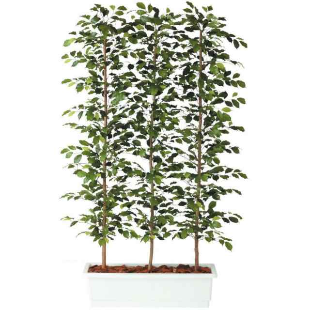 人工観葉植物 フィッカスベンシャミナ パーティション 180 natural ポット付き 高さ180cm （P61-96358) （代引き不可） インテリアグリー