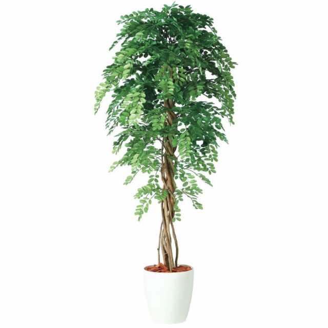 人工観葉植物 アカシアリアナ 180 ポット付き 高さ180cm （P80-98983) （代引き不可） インテリアグリーン フェイクグリーン