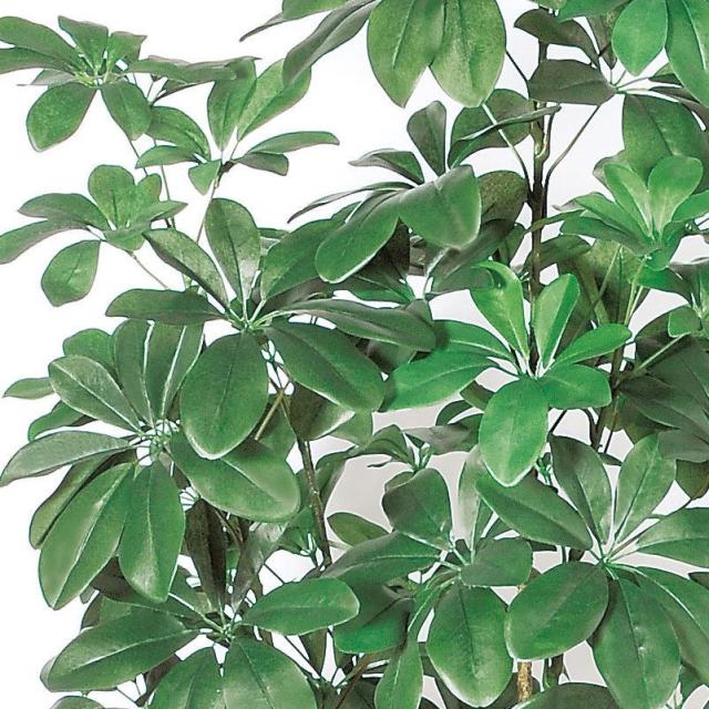 人工観葉植物 シェフレラ （ポット付き） グリーン 高さ148cm （P286-a50859) （代引き不可） インテリアグリーン フェイクグリーン_1