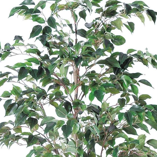 人工観葉植物 ファイカスツリー （ポット付き） グリーン 高さ152cm （P285-a50866) （代引き不可） インテリアグリーン フェイクグリーン_1