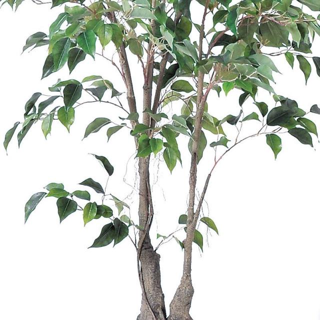 人工観葉植物 ファイカスツリー （ポット付き） グリーン 高さ152cm （P285-a50866) （代引き不可） インテリアグリーン フェイクグリーン_2